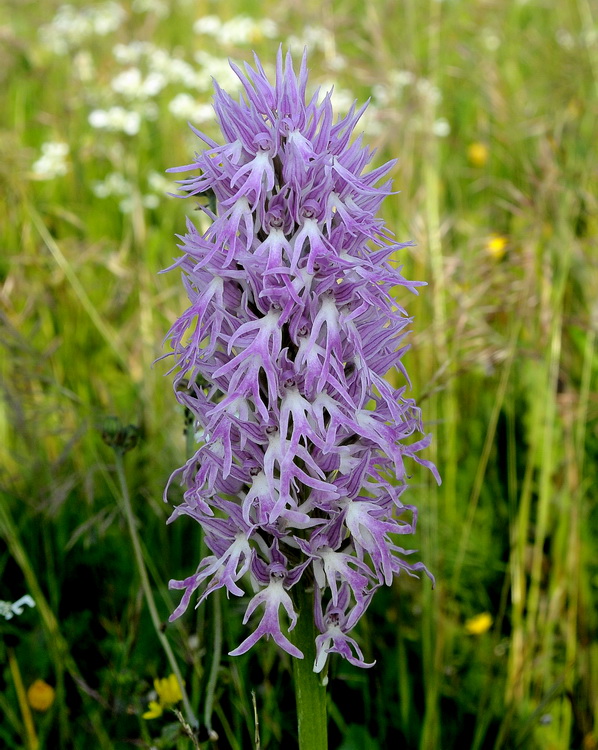 Orchidee della Maremma